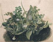 unknow artist Small Clump of Wayside Plants painting